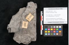 Foto (Objekt + Etikett) von Equisetum arenaceum Jaeg. (NHMW-GEO-2024-0188-10552)